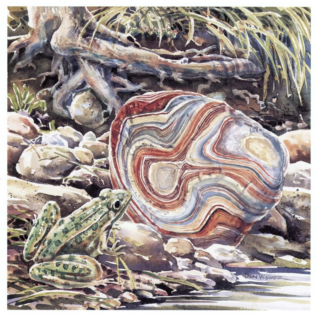 Frog beside a colorful rock