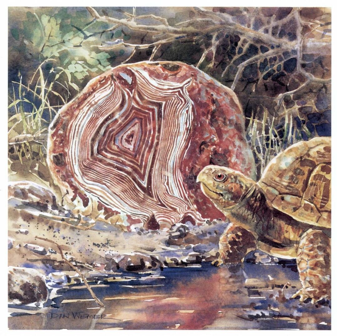 Turtle near a colorful rock
